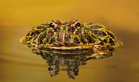 257 - ARGENTINIAN ORNATE HORNED FROG - EVA CARRIE - united kingdom <div